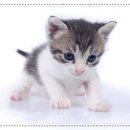 아이러브 동물병원 이미지