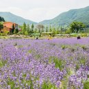 사라실 라벤더 단지 이미지