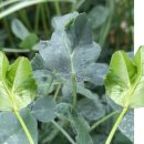 한잎클로버 이미지