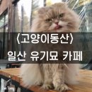 동산 | [고양이동산] 일산고양에 있는 고양이카페, 고양이동산 방문후기