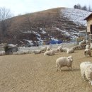 은서목장 이미지