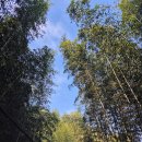 구례의길(섬진강길) | 구례 추천 여행지 | 섬진강 대나무숲길 구례 맛집 부부식당 웨이팅 후기