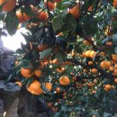 사직농장 이미지