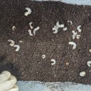 화성사슴농장 이미지