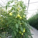 성원농장 이미지