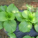 아브라함농장 이미지