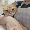 누리애견미용 이미지