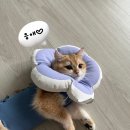 루나동물병원 이미지