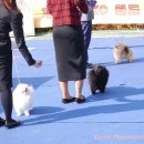 디오레 포메라니안 이미지