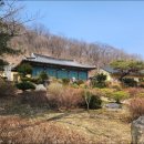 예봉산 야생화 (세정사, 너도바람꽃, 꿩의바람꽃, 복수초)
