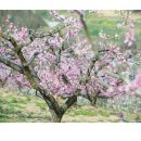 도원결의를 이루다 이미지