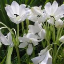 파도 한 송이 이미지