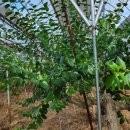 빛가리농장 이미지