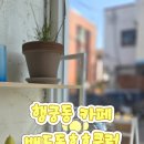 배드독 이미지