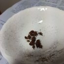 s.p노랑 사랑초 이미지