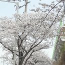 미평로 Daum카페