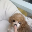 헬로다키 | 김해 말티푸 분양 강아지 분양샵 찾는 분들을 위한 헬로다키 상담 후기