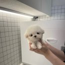 퍼피스토리