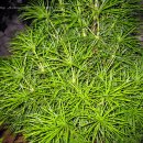 금송목재 이미지