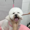 강아지 유치원 caredogs | 창원애견미용 강아지유치원 케어독스 내돈내산 후기