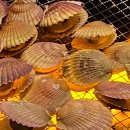 스테이해늘 이미지