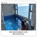 동해바다 | 영덕 시포트리조트 702호 후기 동해바다 오션뷰 경북 풀빌라 영덕 가성비 숙소