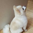 가위앤바리깡