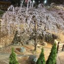 [옥정]스마트폰 인생 사진찍기 | [ 꽃보다 스마트폰! 봄꽃 인생샷 찍기 좋은 휴대폰 추천 &amp; 꿀팁✨ ]