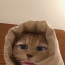 꿈꾸는 몽돈 네이버블로그