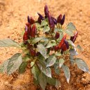 상무농장 이미지