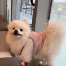 땡큐동물병원 | 수서 얼바인동물병원 포메 미용 및 바베시아 진단 후기 1탄