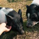 스파벨리스 이미지