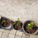 새순약국 이미지