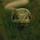 아지&냥이 이미지