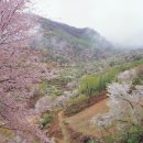 2015 4/21(화)(충남 금산 보곡산골 산벚꽃길) 금산인삼시장경유 이미지