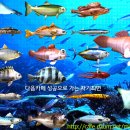 [물고기백과사전] 물고기 230종(설명) 이미지