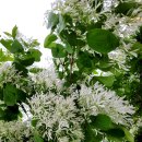 이팝나무, 이밥나무, 立夏木, Retusa fringe tree 는 노화방지 도움 이미지