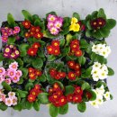 본당리마을회관 이미지