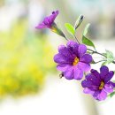 밀레니엄슈퍼 이미지