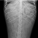 사랑우리애동물병원 이미지