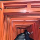 대운장어 | 자유여행4-2) 교토버스투어 후시미이나리 여우신사 청수사 기요미즈데라 우메다 이즈모루쿠아 장어덮밥