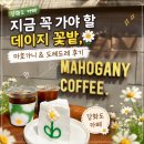 셀 로스터스 강화점 | [강화도 카페] 지금 꼭 가야 할 데이지 꽃밭, 마호가니 & 도레도레 후기