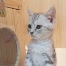 펫파크 동백점 이미지