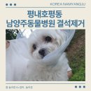 지금동물병원 | 평내호평동 남양주동물병원 결석제거 후기