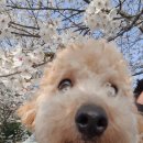 포롱도그 이미지