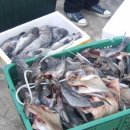 아시아드나이트 이미지