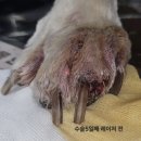 라라동물의료원 | 약 없이도 치료가 가능한 강아지 병원?라라동물의료원솔직후기
