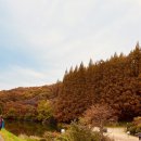 단풍 구경 하세요 이미지