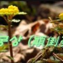 몽상