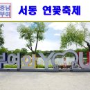 연꽃섬 | 충남 부여 가볼만한곳 궁남지 2025 서동 연꽃축제 후기